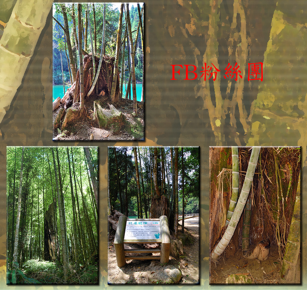 杉林溪園區福德廟往石井磯步道旁，一棵砍過的樹幹，從中長出一支 幼嫩的竹筍，新筍脆嫩，竹節中空，卻能穿透結實樹幹，經雙扭曲後 ，又直串樹身，傲立大地。此竹正啟示生命力的堅忍，詩人蘇東坡說 「無竹令人俗」，此竹能屈能伸，堪供有志難伸，消極厭世者戒。20130717