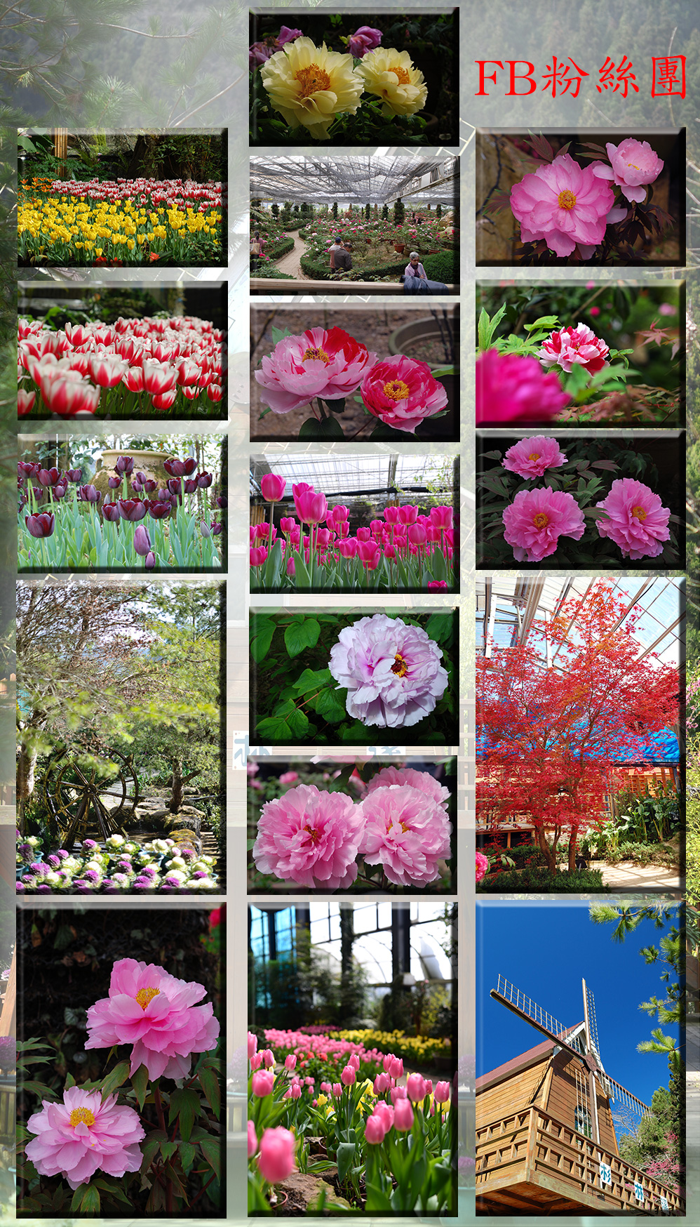 杉林溪旅遊景點玻璃花坊放有許許多多種類的漂亮花卉，並且擁有大型的室內溫室提供適當的保護給這些可愛的花，每年的二月鬱金香、山茶花、三、四月牡丹花 更是重頭戲，值得大家品味一番。20130717