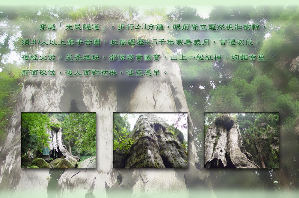 穿越「先民隧道」，步行2-3分鍾，眼前聳立寵然粗壯樹幹，須20人以上牽手合圍，此樹經歷4-5千年寒暑歲月，曾遭砍伐，復經火焚，光禿殘缺，卻係珍貴國寶，山上一級紅檜