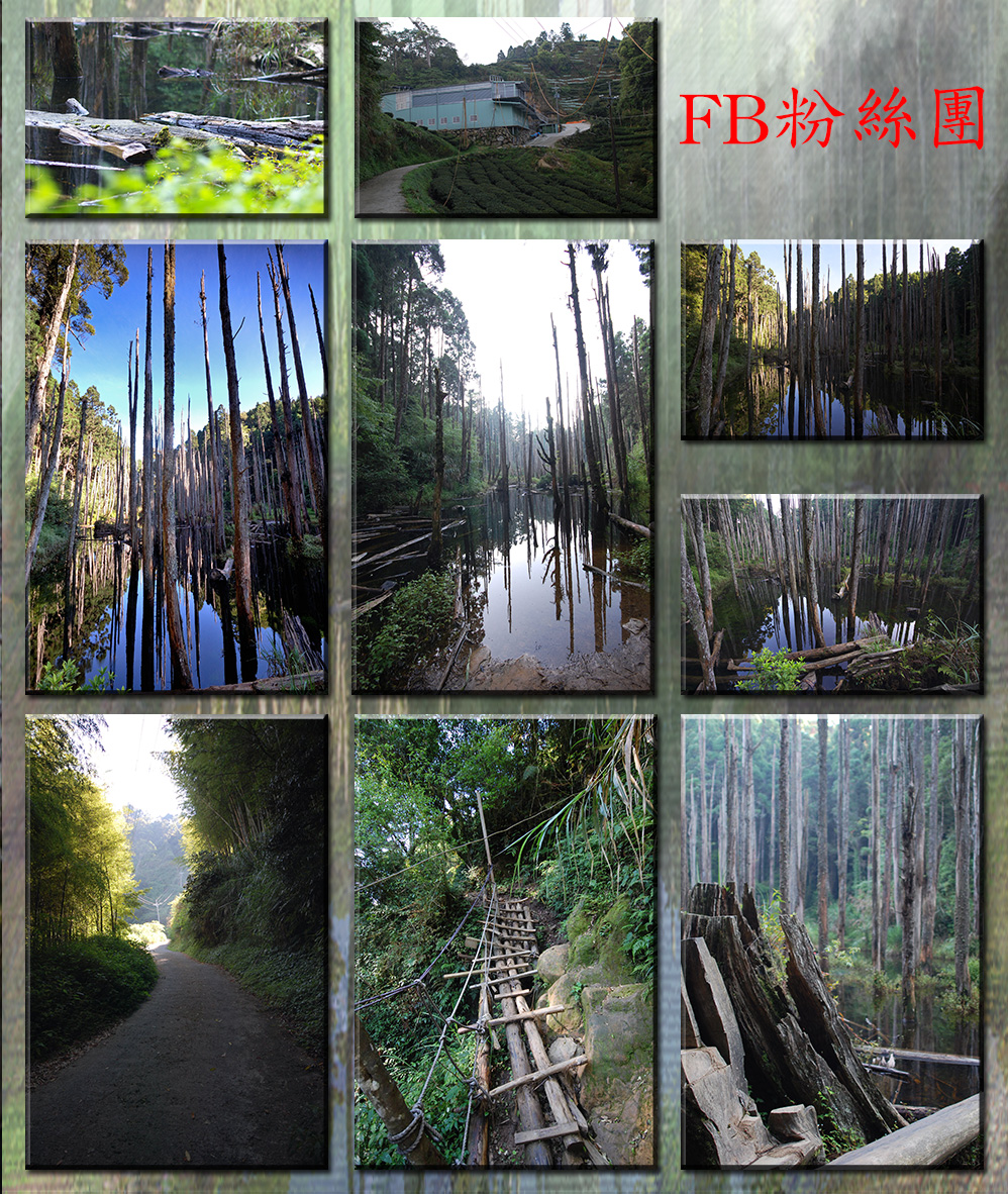  「忘憂森林」是921大地震後形成的淤積沼澤，
杉木林長期泡水而枯死，形成特異景觀，腹地不大，約
1.5個足球場的面積(長型)，當地的地名叫草?仔，「?」
就有沼澤或泥漿地之意，國語唸ㄉㄧ\，台語唸LAM或
LOM，就是腳踩會陷下去的意思；當地的山友俗稱為枯
木林。忘憂森林路段很徒，用走的約30-40分，蠻費體
力的，如果不想步行，入口處有接駁車可搭。20130717
