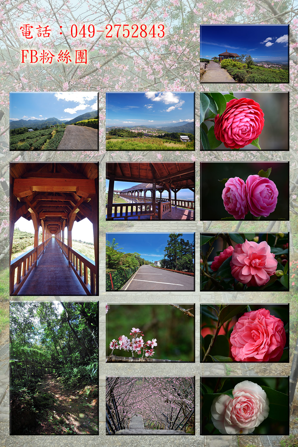 台大茶園面積20餘公頃，在日據時代為金雞
納樹園區，民國45年為配合林地多目標經
營及促進地方產業發達功能，部份改植茶
樹(18公頃)，至民國61年逐漸廢除大部分
茶園並造林，僅保留適合製作凍頂烏龍茶
之品系，以有機栽培的方式生產茶葉，及
作為研究推廣與示範經營區。路段為輕鬆好走20130721