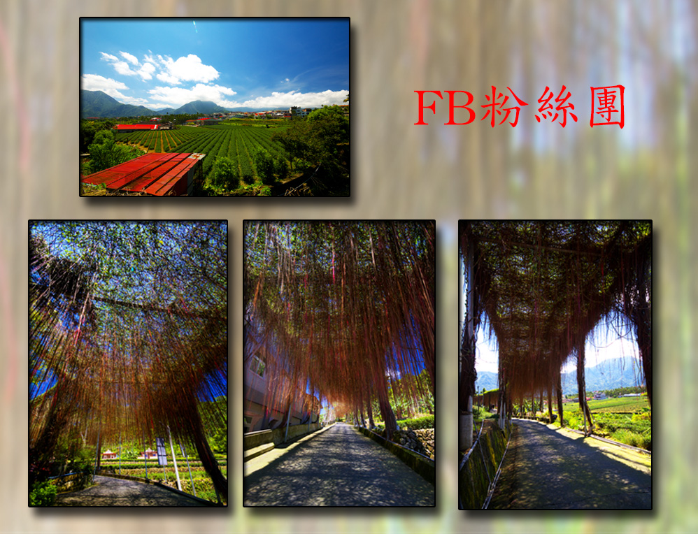 　錦屏之窗位於麒麟潭開山窗旁邊，茂盛的錦屏藤
自然往下垂，形成天然珠廉般的步道，充滿著優雅的
氣息，近看滿山的茶樹，遠眺綿蜒的山景，真是讓人
心曠神怡！不時可看見採茶的婦人起身與遊客揮手。
無論哪個時節前往，無限詩意讓人捨不得離開。
錦屏之窗長約三百公尺，地形平坦，輕鬆好走。20130721
